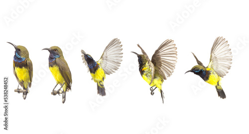 Beautiful flying Bird (Olive-backed Sunbird) isolate on White Background. The Collection flying Bird ,High-resolution bird images