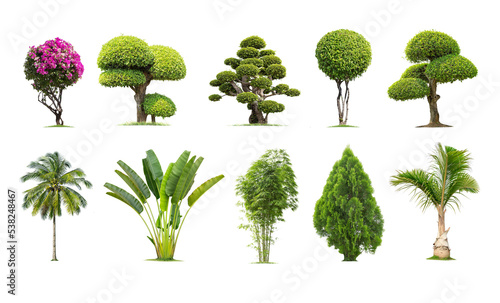 Tako trees bending. Isolated tree on white background , The collection of trees.Tree database Botanical garden organization elements of nature in Thailand,
