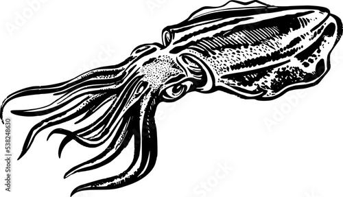 sketch of a squid
