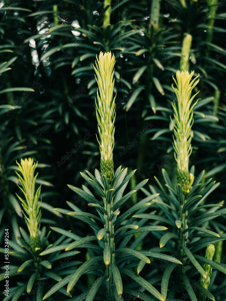 Pine needles Pine needles