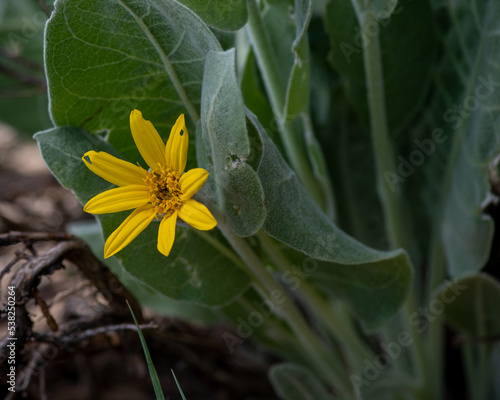 Wyethia helenioides, Foothill mule-ears, yellow flower at the Stebbins Cold Canyon, California, USA, and green leaves photo