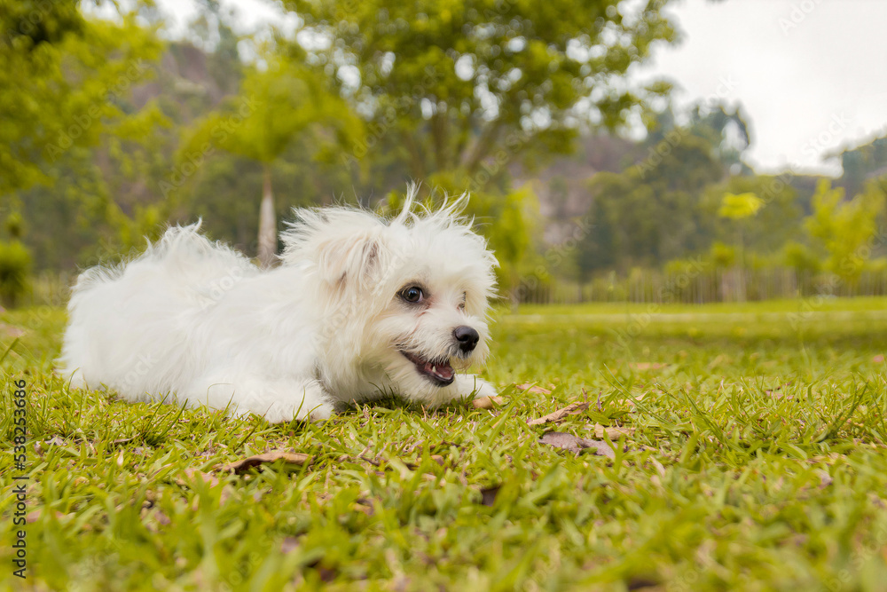 White maltese dog portrait in the park