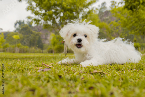White maltese dog portrait in the park