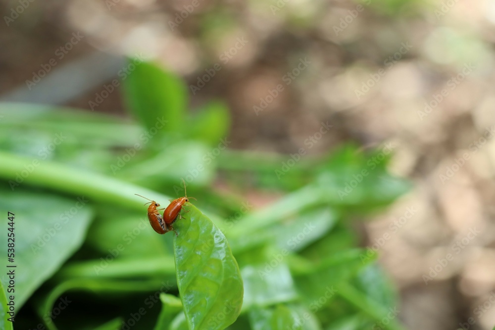 ladybird on a leaf ladybird on a leaf