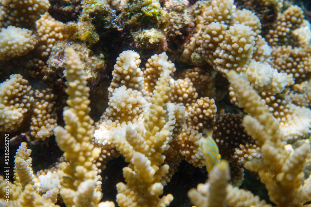 Fototapeta premium Snorkeling at the Kerama Islands in Okinawa.