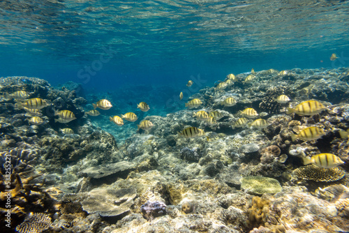 Fototapeta Naklejka Na Ścianę i Meble -  Snorkeling at the Kerama Islands in Okinawa.