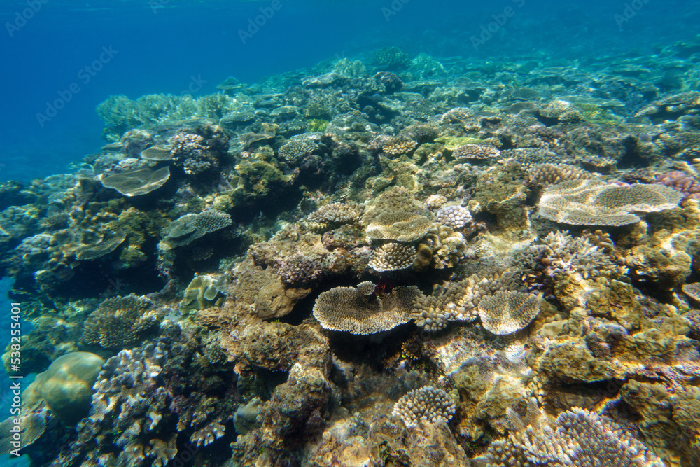 Snorkeling at the Kerama Islands in Okinawa. Snorkeling at the Kerama Islands in Okinawa.