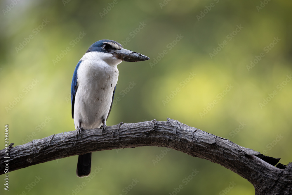 The Collared Kingfisher (Todiramphus chloris) is a medium-sized kingfisher belonging to the family Halcyonidae, the tree kingfishers that known as the White-collared Kingfisher, Mangrove Kingfisher. The Collared Kingfisher (Todiramphus chloris) is a medium-sized kingfisher belonging to the family Halcyonidae, the tree kingfishers that known as the White-collared Kingfisher, Mangrove Kingfisher.