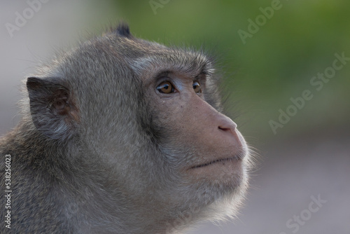 Close up of an adult crab eating macaque cuddling a juvenile macaque photo