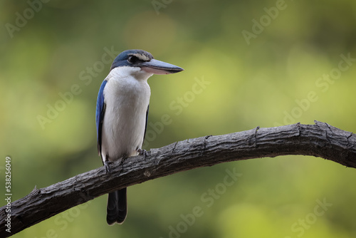 The Collared Kingfisher (Todiramphus chloris) is a medium-sized kingfisher belonging to the family Halcyonidae, the tree kingfishers that known as the White-collared Kingfisher, Mangrove Kingfisher.
