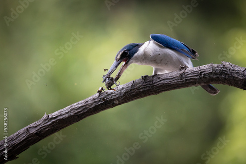 The Collared Kingfisher (Todiramphus chloris) is a medium-sized kingfisher belonging to the family Halcyonidae, the tree kingfishers that known as the White-collared Kingfisher, Mangrove Kingfisher. © Jatuporn