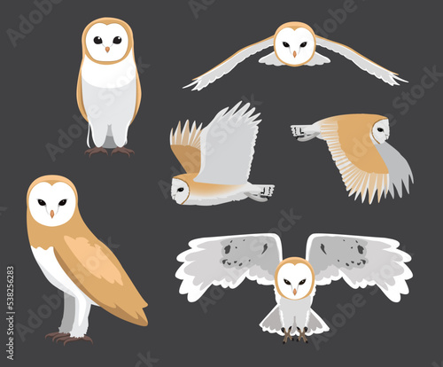 Barn Owl Various Poses Flying Cartoon Vector