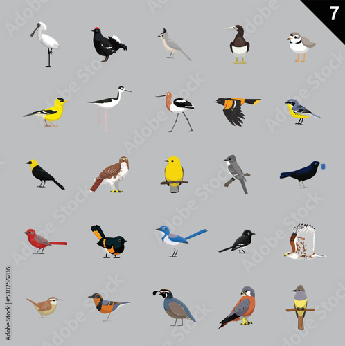 Various Birds Cartoon Vector Illustration 7