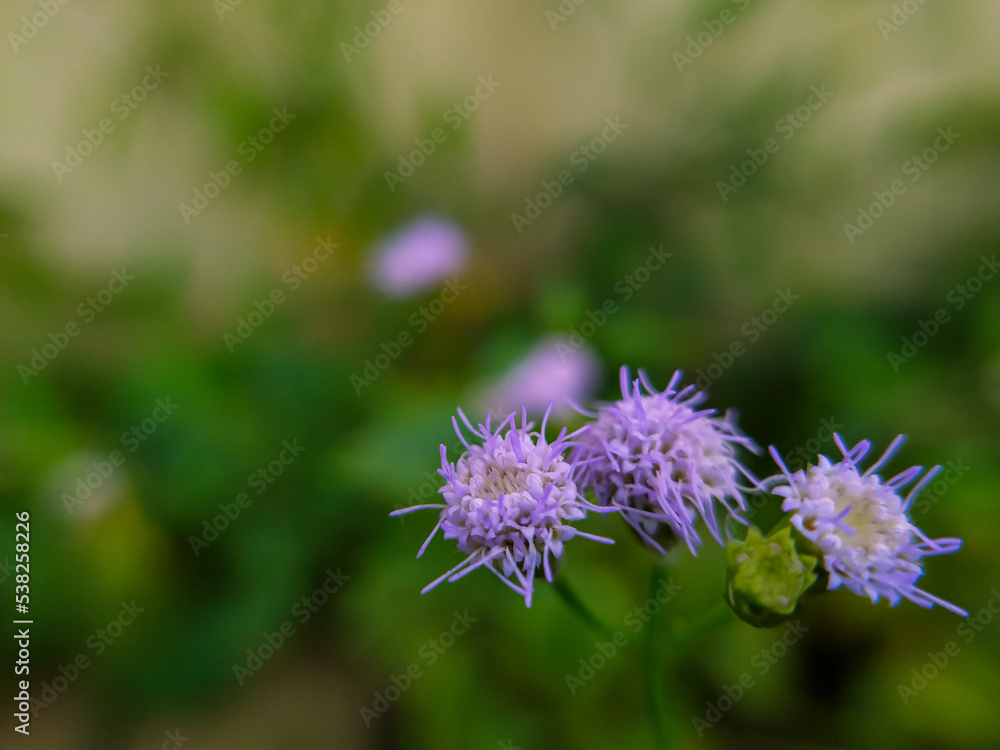 colorful beautiful flowers on blurred background, grass nature background colorful beautiful flowers on blurred background, grass nature background