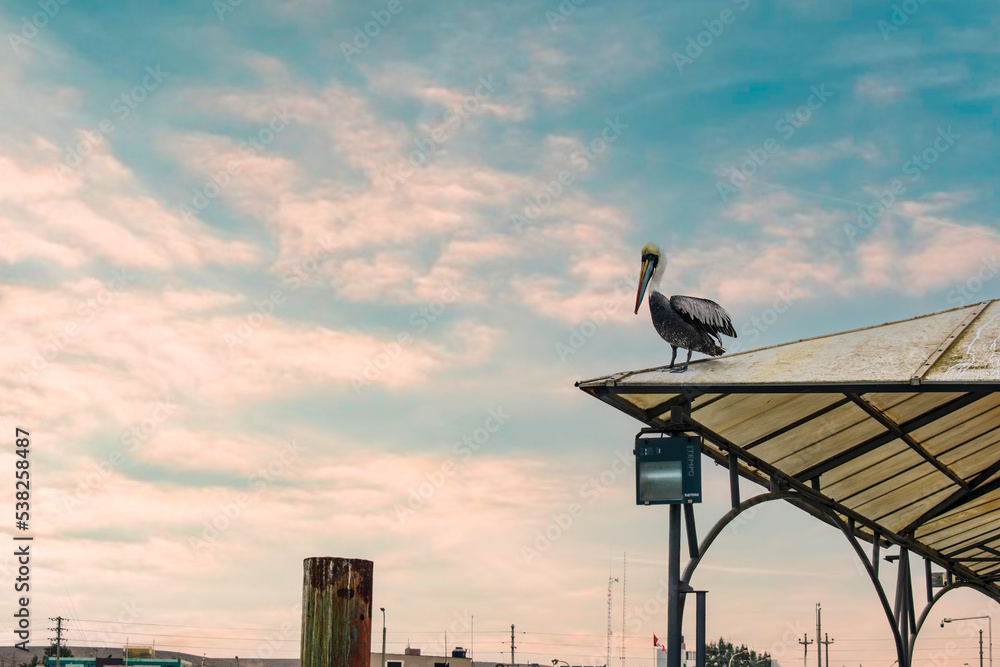 Pelican standing on the corner of a house in an urban area near the sea. Pelican standing on the corner of a house in an urban area near the sea.