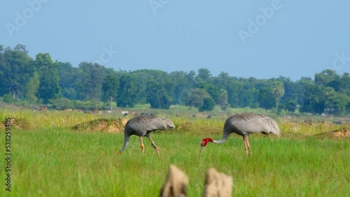 The sarus crane (Antigone antigone) is a large on-migratory crane found in parts of the Indian subcontinent, Southeast Asia, The tallest of the flying birds, bird in Thailand photo