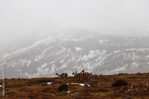 Grazing Guanacos (Lama guanicoe): A Herd in the Expansive Patagonia Landscape photo