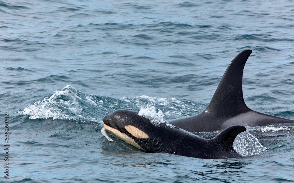 Fototapeta premium Wild Orcas