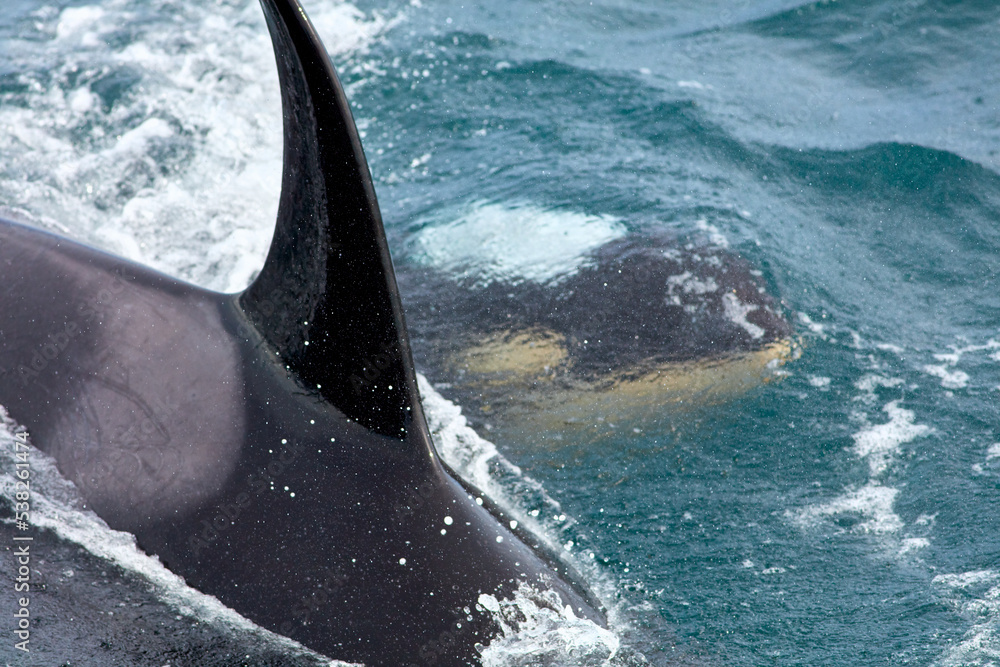 Fototapeta premium Wild Orcas