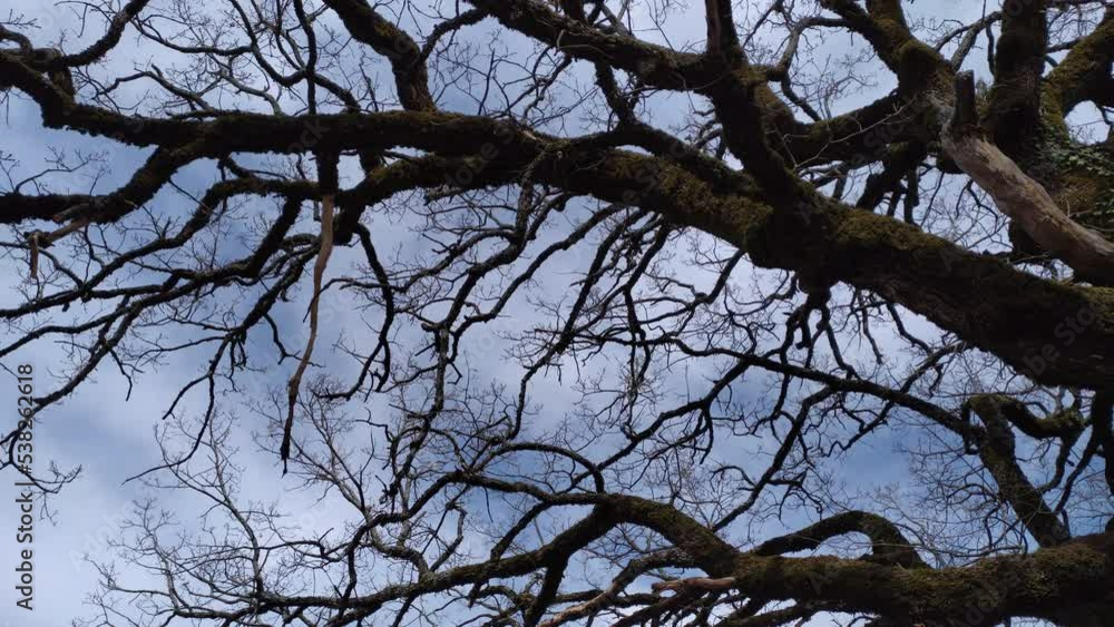 Bare tree - silhouette of branches, twigs, limbs and trunk of deciduous plant in winter. Dramatic, spooky and eerie old crown in a forest, isolated against blue sky. Dark, gloomy and scary concept. Bare tree - silhouette of branches, twigs, limbs and trunk of deciduous plant in winter. Dramatic, spooky and eerie old crown in a forest, isolated against blue sky. Dark, gloomy and scary concept.