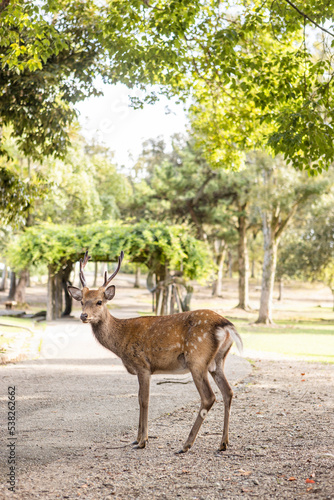 Fototapeta Naklejka Na Ścianę i Meble -  Deer in Nara Park Japan