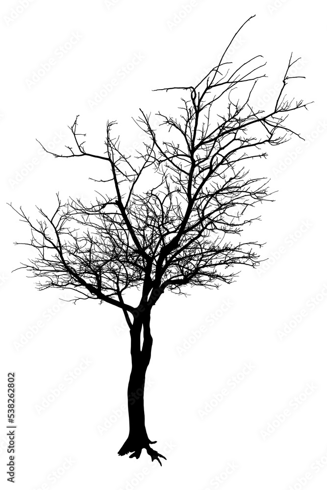 silhouette d’arbre sur fond blanc silhouette d’arbre sur fond blanc