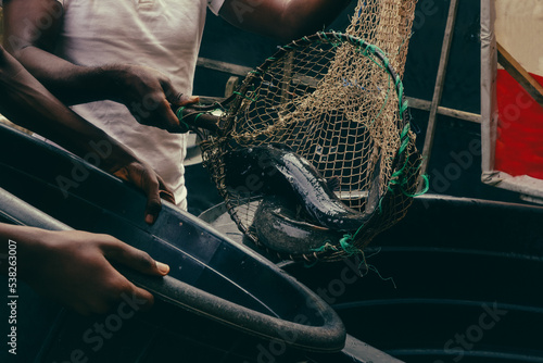 Extracting catfish from home fish pond 