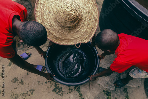 Three Nigerian brothers working at their home fish farm holding on to a bowl of fresh catfish 