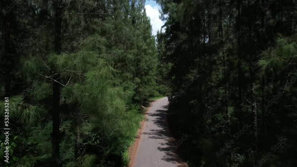 ็High aerial view green forest landscape aerial natural scenery of pine trees and contrasting road path country path through pine trees adventure travel concept ็High aerial view green forest landscape aerial natural scenery of pine trees and contrasting road path country path through pine trees adventure travel concept