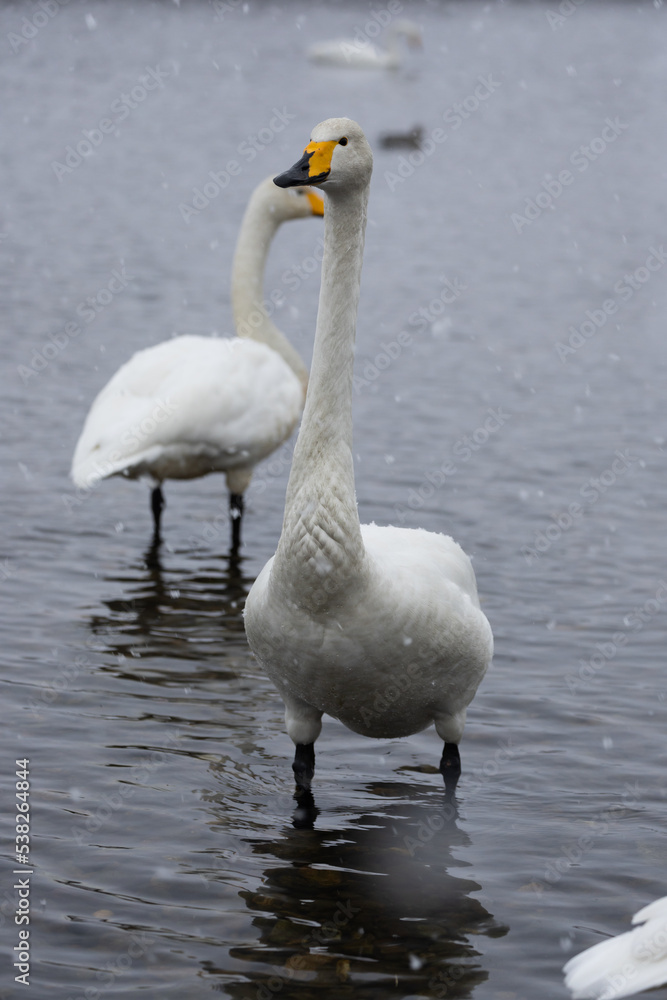 Fototapeta premium 白鳥と雪