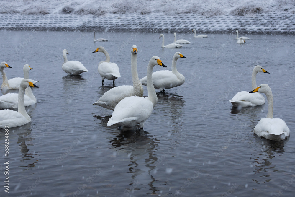 Fototapeta premium 白鳥と雪