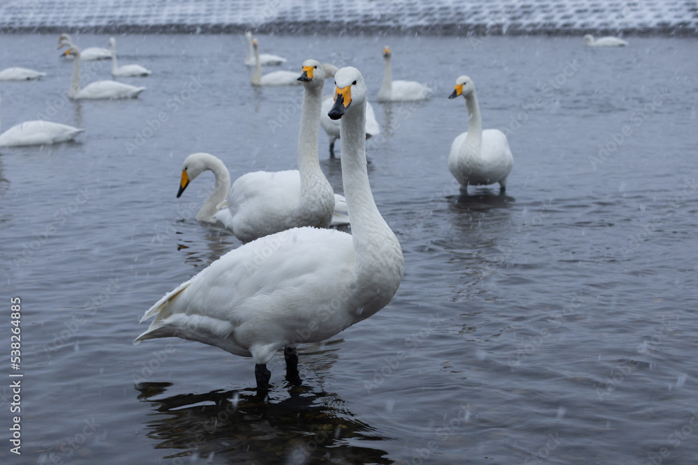 白鳥と雪