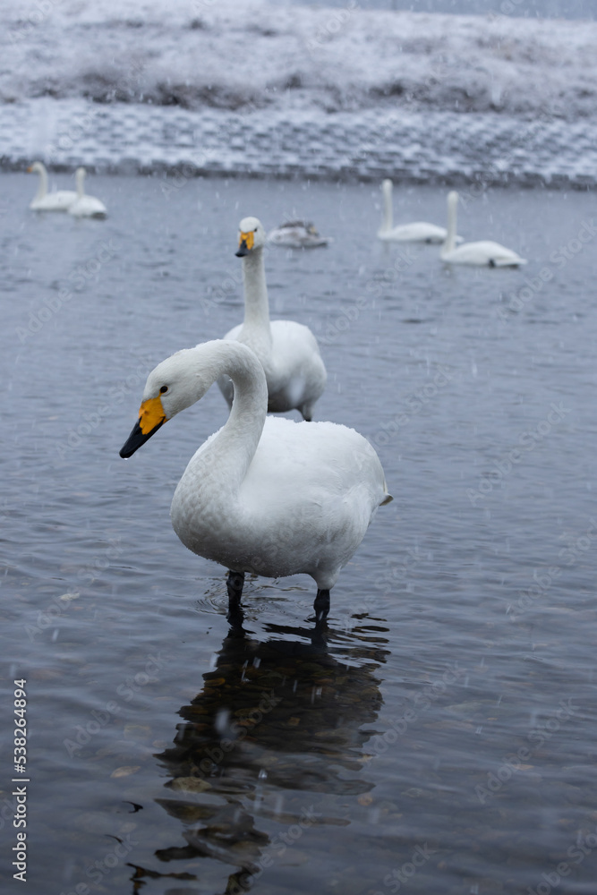 白鳥と雪