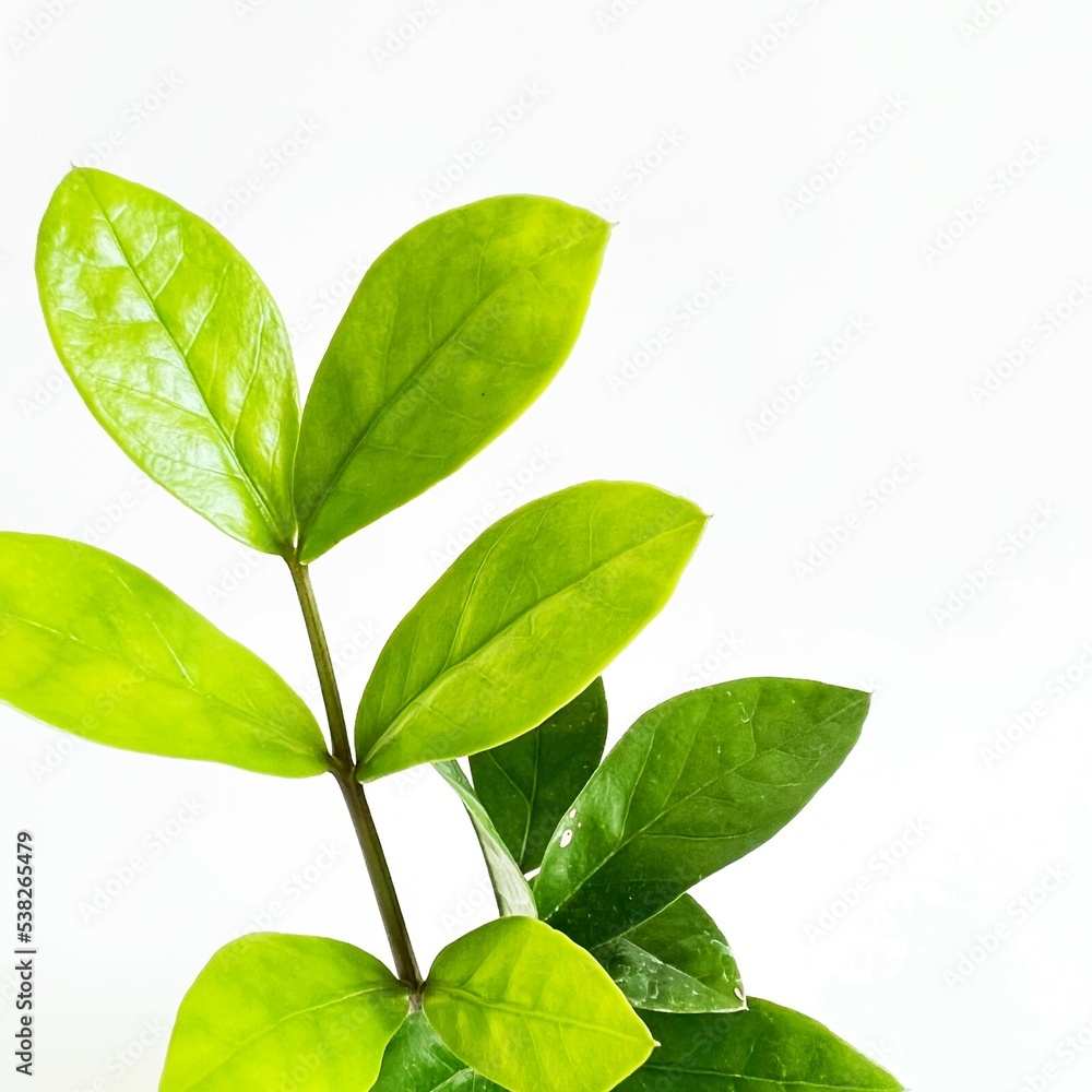 Fototapeta premium Tree in a pot. isolated on white background.