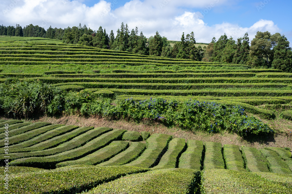 Lush green tea fields on San Miguel Island, Azores