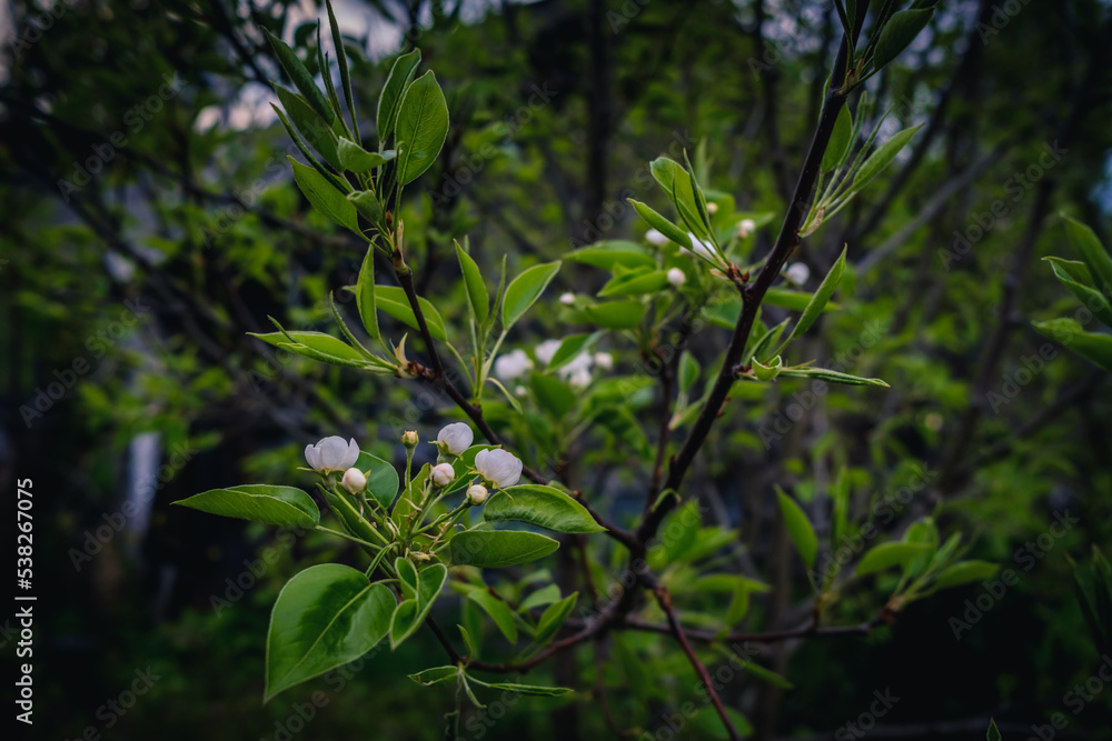 White tender flowers of black chokeberry in spring on green leaves background.