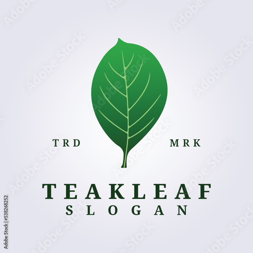 logo of green teak leaf vector illustration design