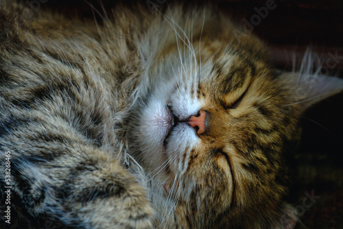 Close on the pink nose of a little tabby cat - Cute cat nose
