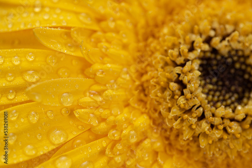 Yellow Gerbera Flower Close up