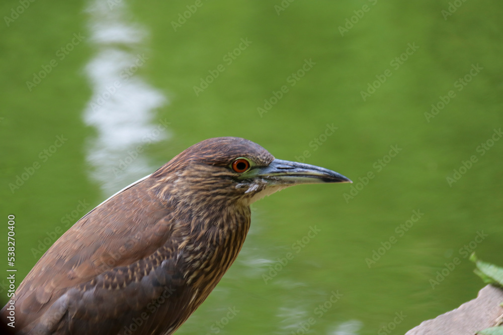 Animales Animales