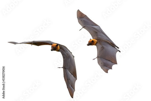 Bats flying isolated on white background , Lyle's flying fox (PNG)