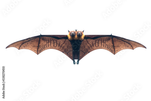 Bats flying isolated on white background, Lyle's flying fox (PNG)