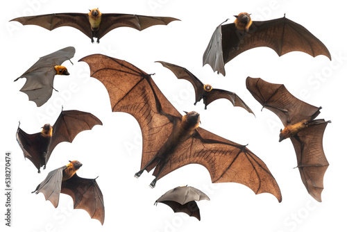 Foto Bats flying isolated on white background, Lyle's flying fox (PNG)