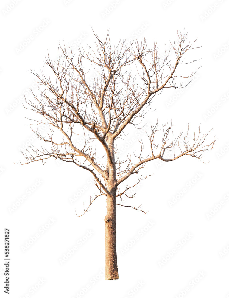 Single old and dead tree isolated Single old and dead tree isolated