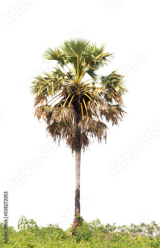 Sugar palm trees isolated © releon8211