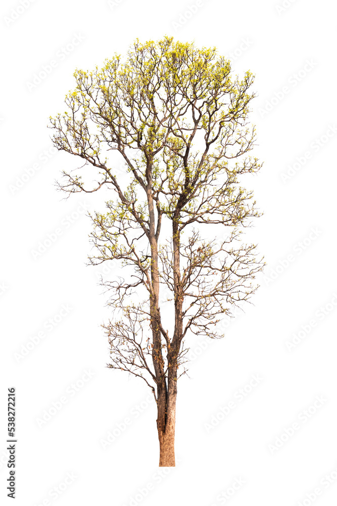 Single old and dead tree isolated Single old and dead tree isolated