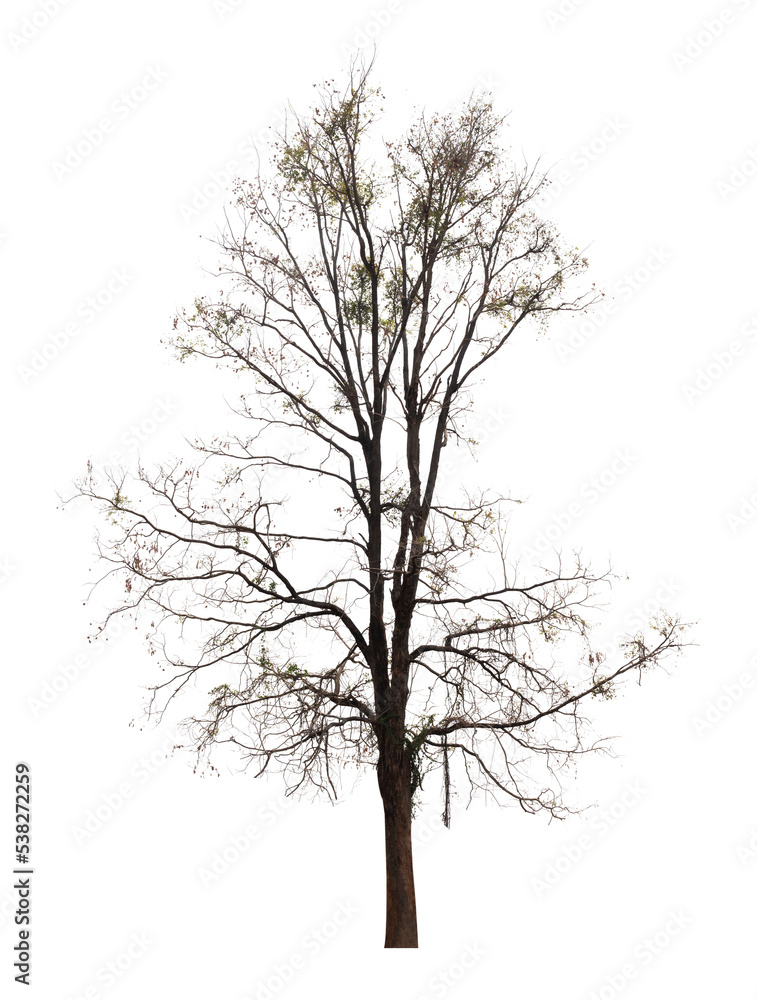 Obraz premium Single old and dead tree isolated