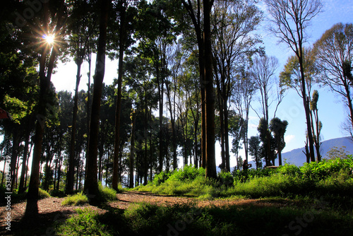 The morning sun sneaks through the tall Rasamala trees around Lake Cisanti, South Bandung. photo