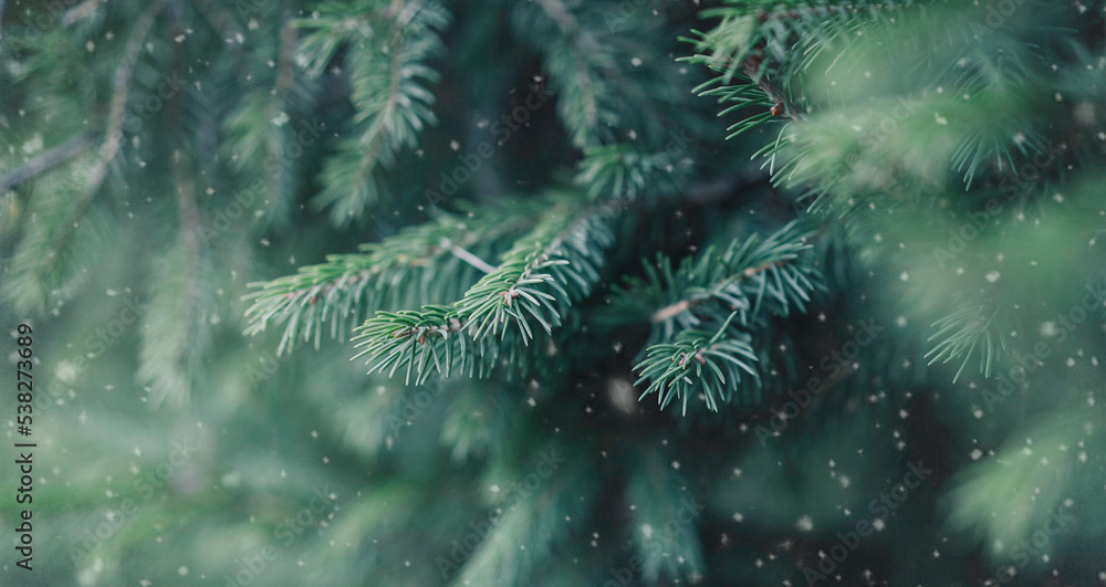 Blue Spruce Branch And Snow Flakes. Background Of Christmas Holidays. The concept of Christmas