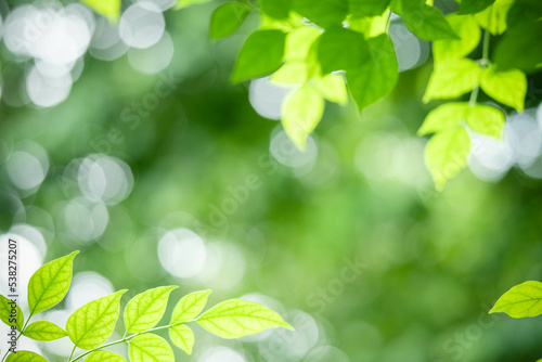 Gorgeous nature view of green leaf on blurred greenery background in garden. Natural green leaves plants used as spring background cover page greenery environment ecology lime green wallpaper